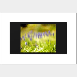 MUSCARI Posters and Art